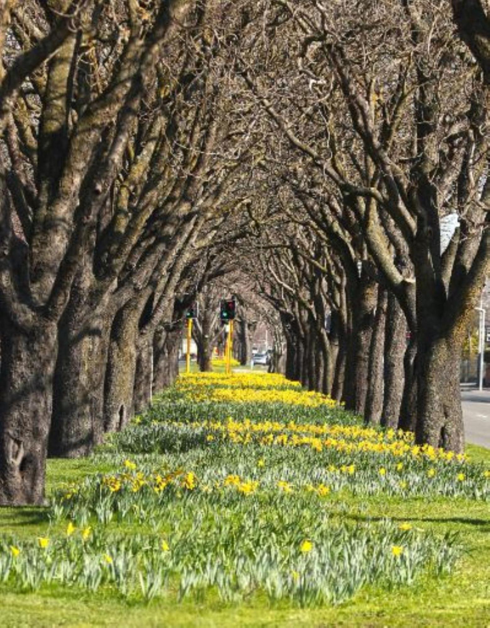 Inner City Delight Walk To Cathedral Square Christchurch Exterior foto